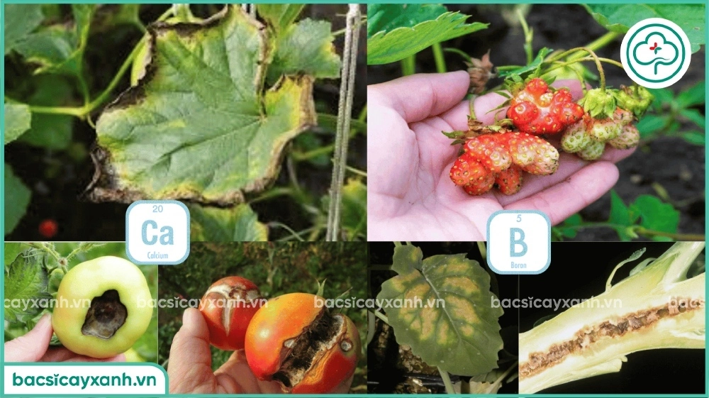 Dấu hiệu cây trồng thiếu canxi bo